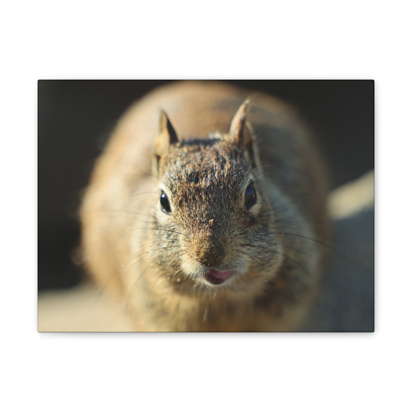 Starving Beach Squirrel - Wall Canvas