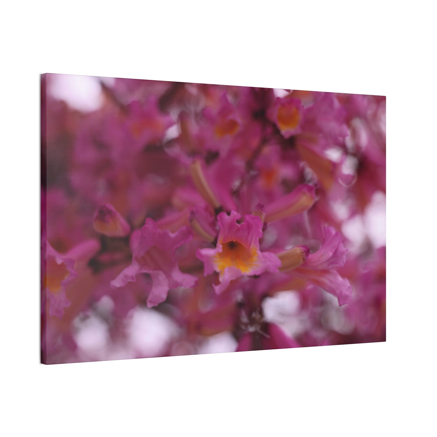 Pink Jacaranda Macro - Wall Canvas