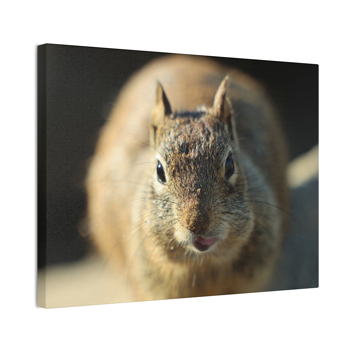 Starving Beach Squirrel - Wall Canvas