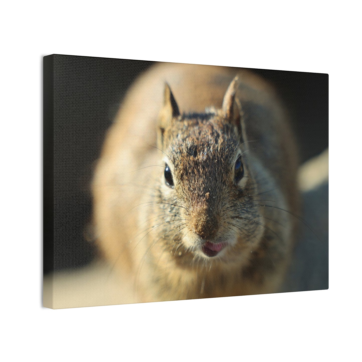 Starving Beach Squirrel - Wall Canvas