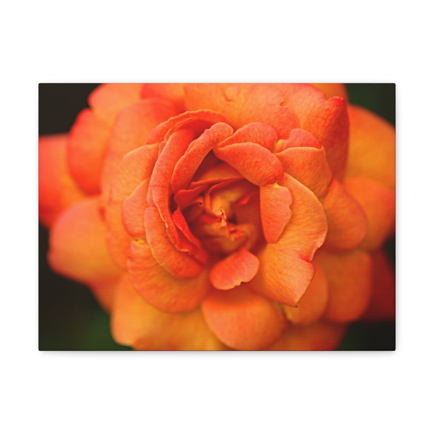 Sunset Sherbet - Rose Collection