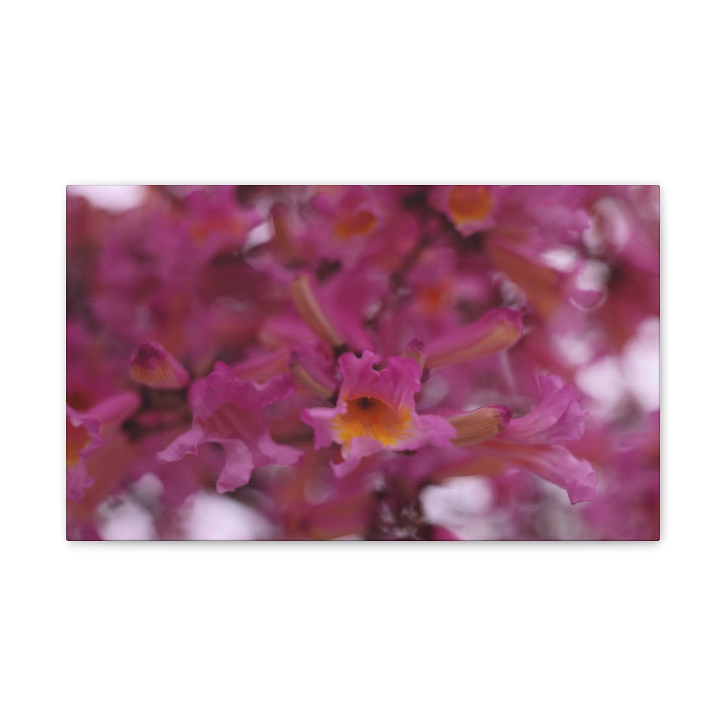 Pink Jacaranda Macro - Wall Canvas