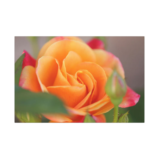 Paradise Rose Wall Art Canvas