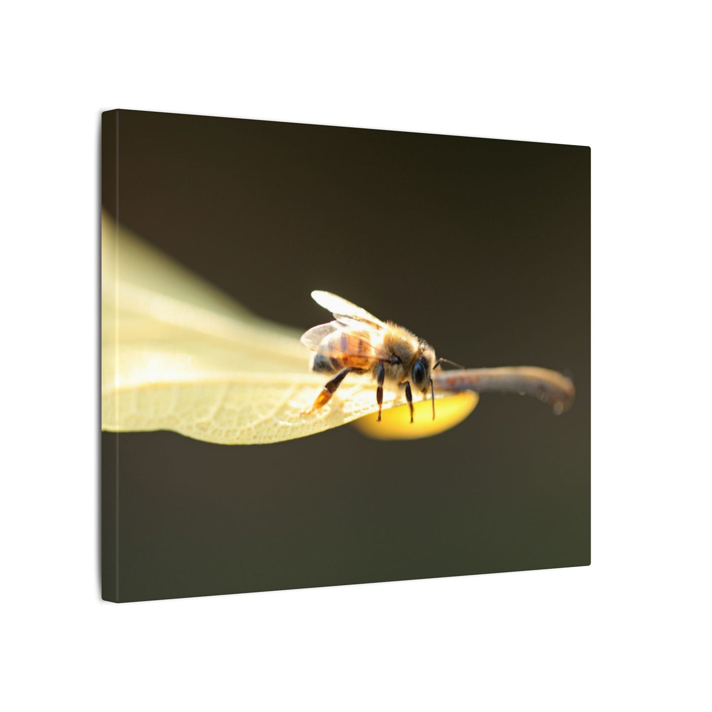 Honey Bee Glow Wall Art Canvas