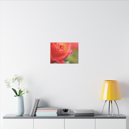 Drip Reflection Rose Wall Art Canvas