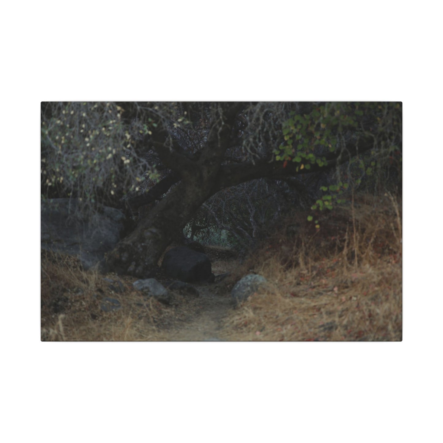 Hidden Path Wall Art Canvas