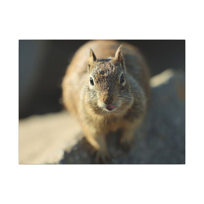 Starving Beach Squirrel Wall Art Canvas