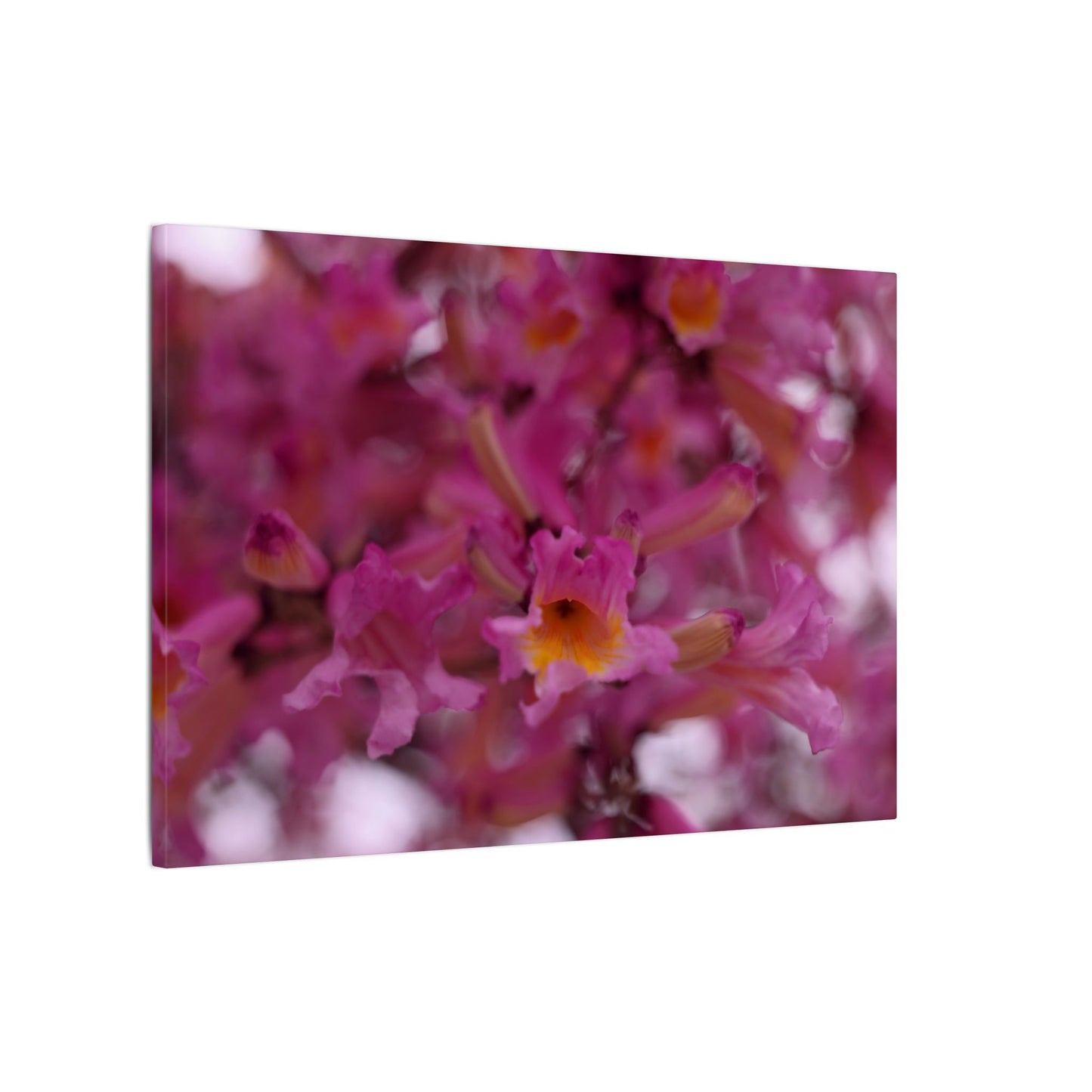 Pink Jacaranda Macro Wall Art Canvas