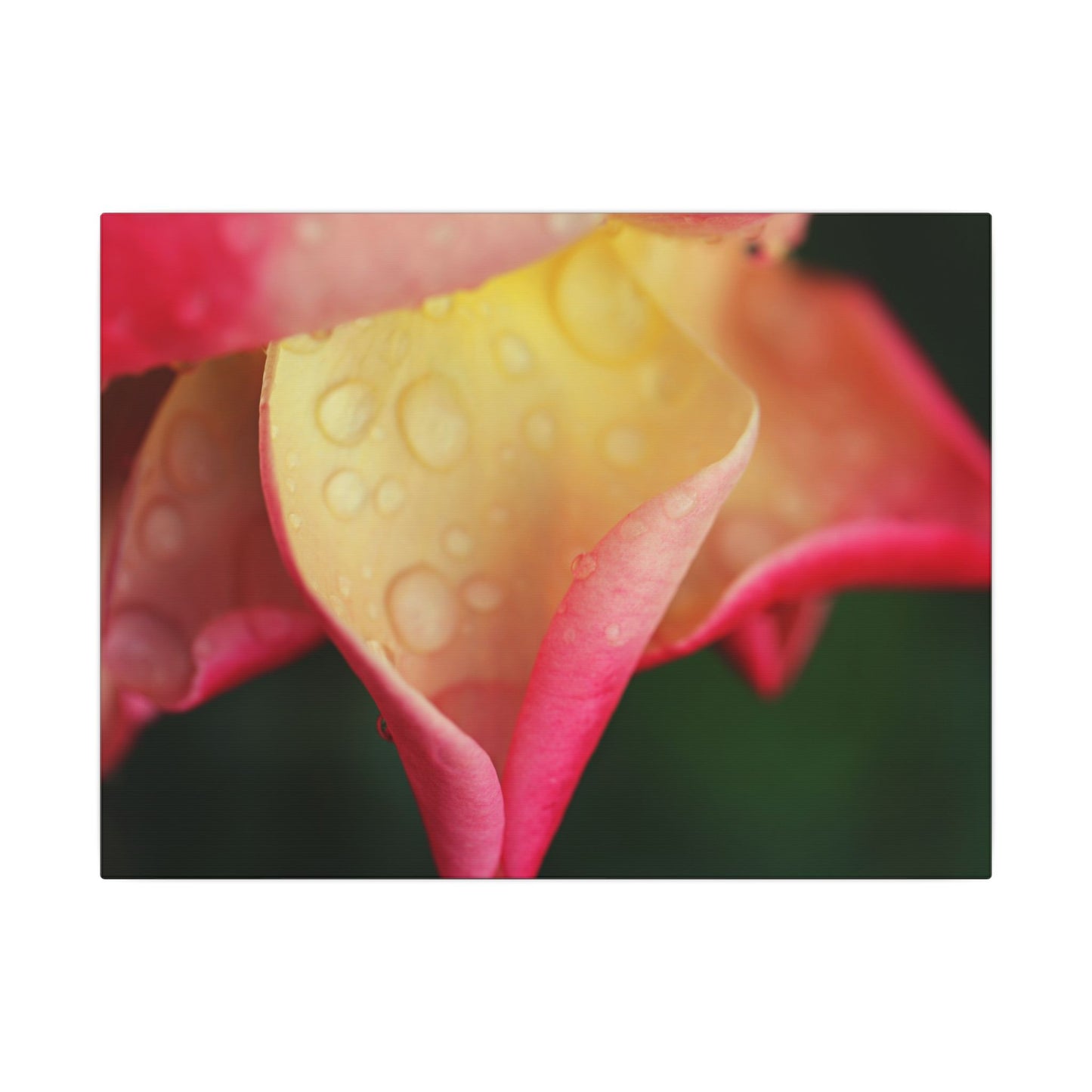 Delicate Rain Rose Wall Art Canvas