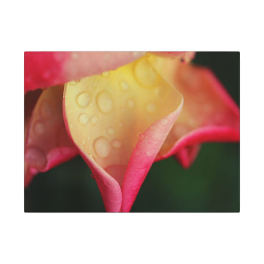Delicate Rain Rose Wall Art Canvas