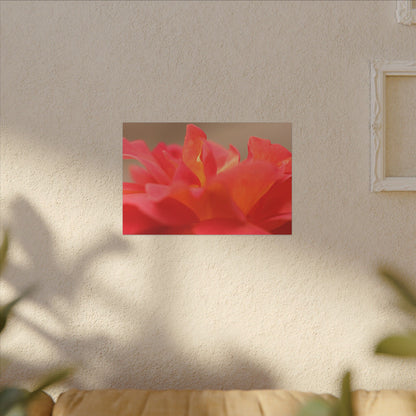 Color Bloom Rose Wall Art Canvas