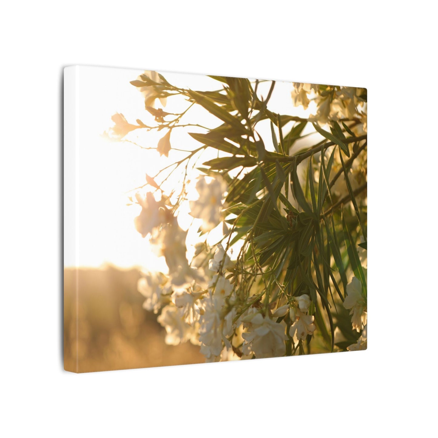Nerium Oleander Rosebay Wall Art Canvas