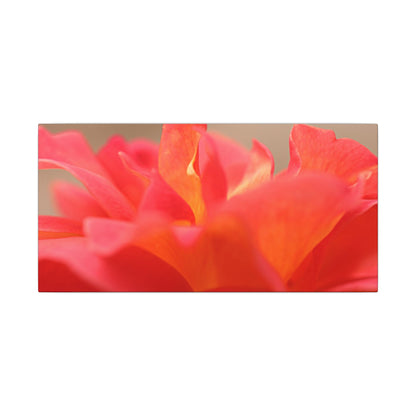 Color Bloom Rose Wall Art Canvas