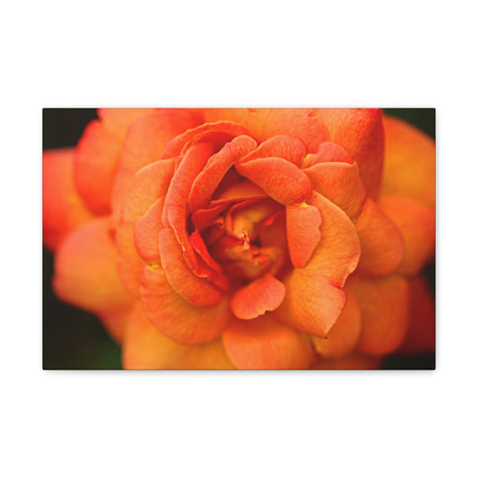 Sunset Sherbet Rose Wall Canvas