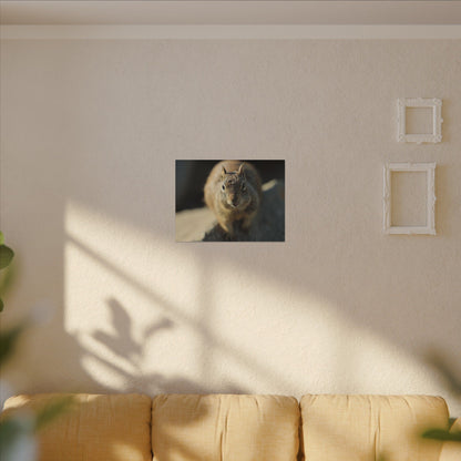 Starving Beach Squirrel Wall Art Canvas