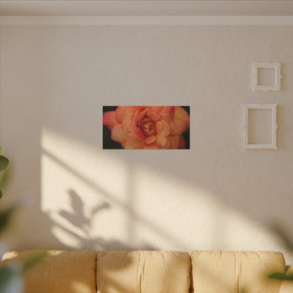 Sunset Sherbet Rose Wall Art Canvas