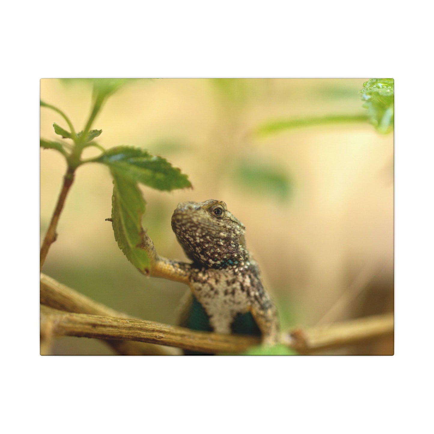Lizard King Wall Art Canvas
