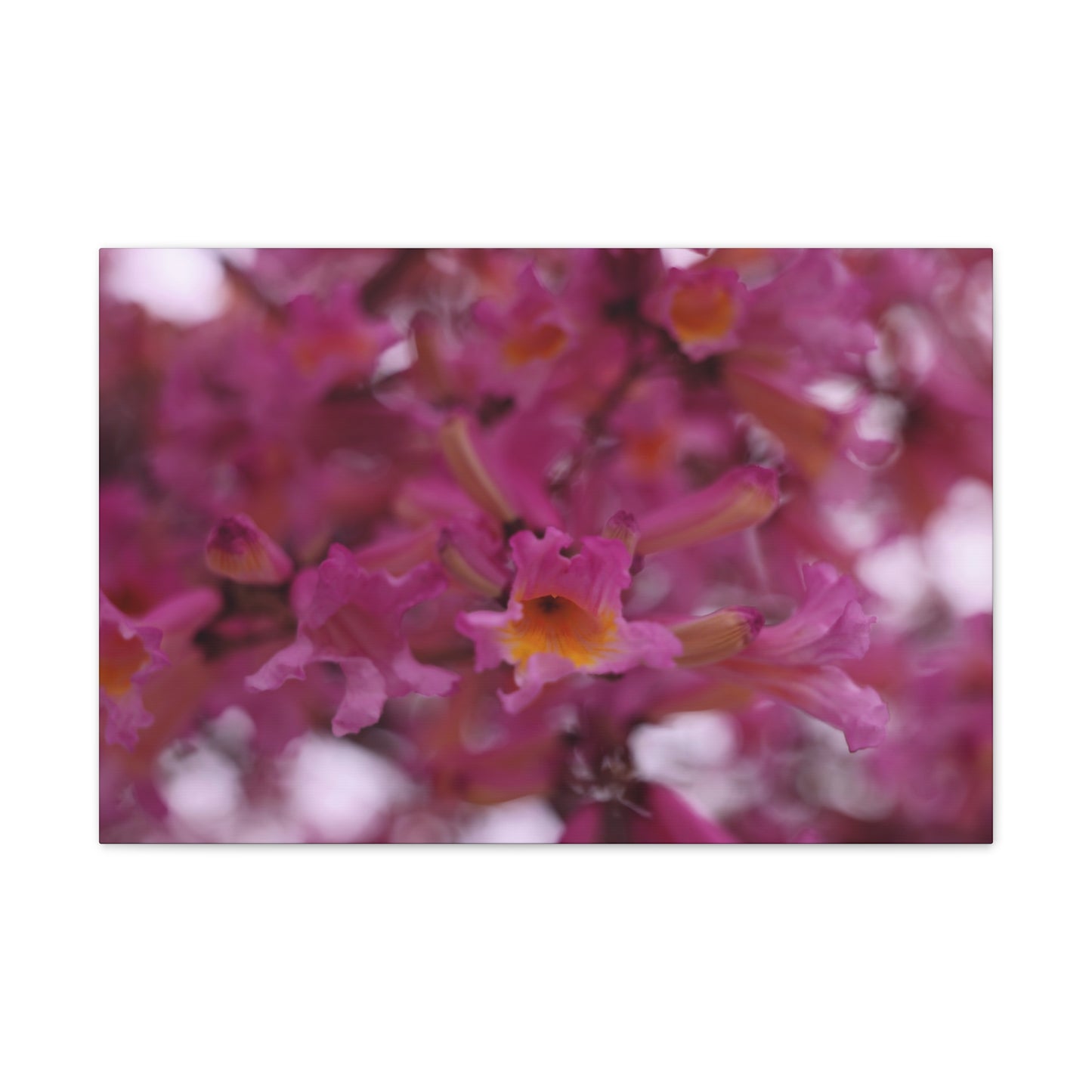 Pink Jacaranda Macro - Wall Canvas