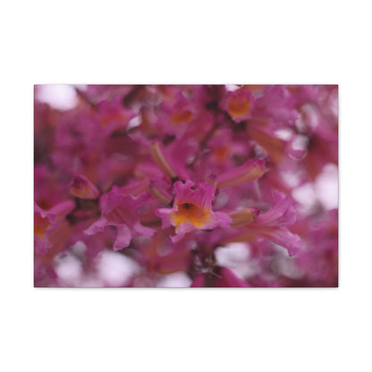 Pink Jacaranda Macro - Wall Canvas