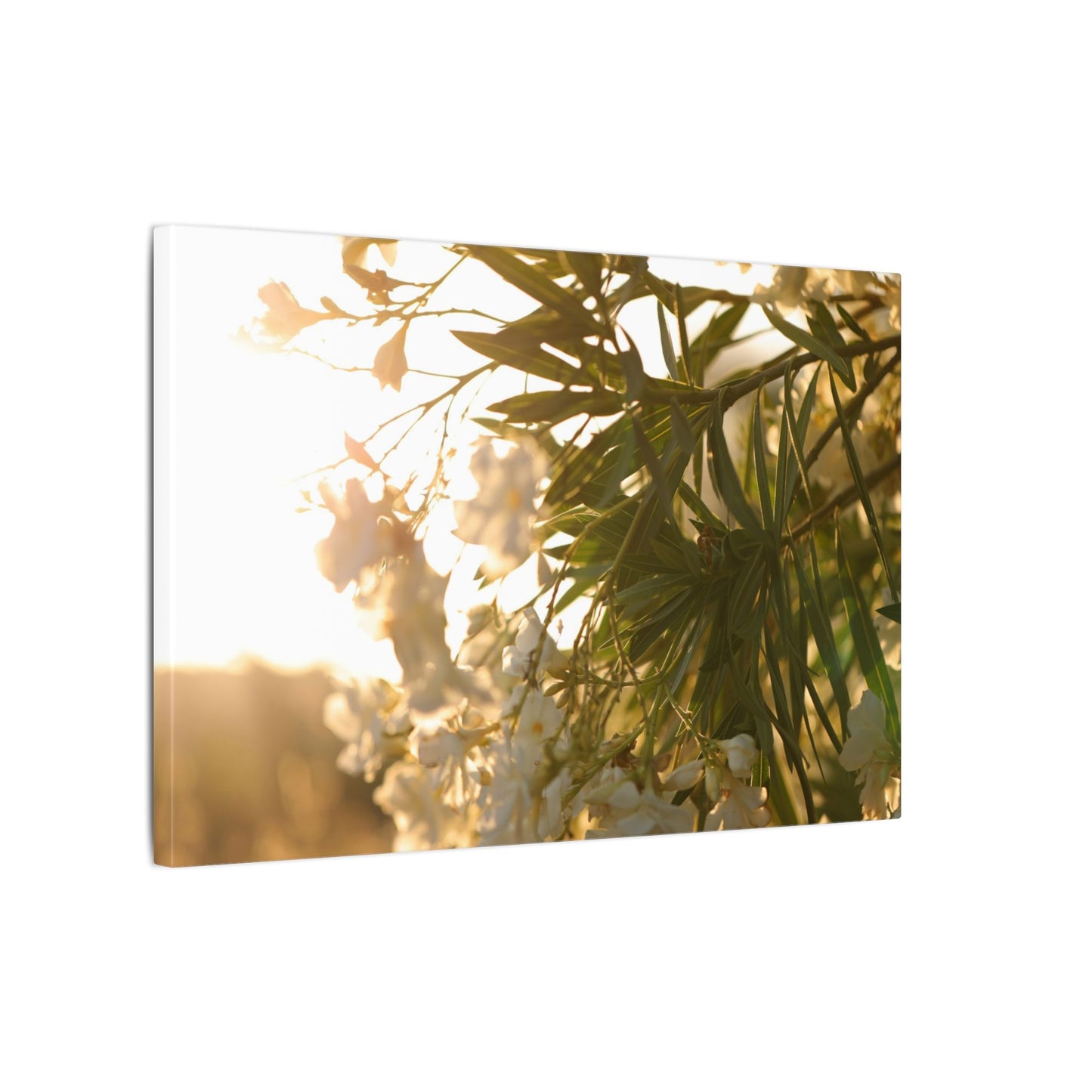 Nerium Oleander Rosebay Wall Art Canvas
