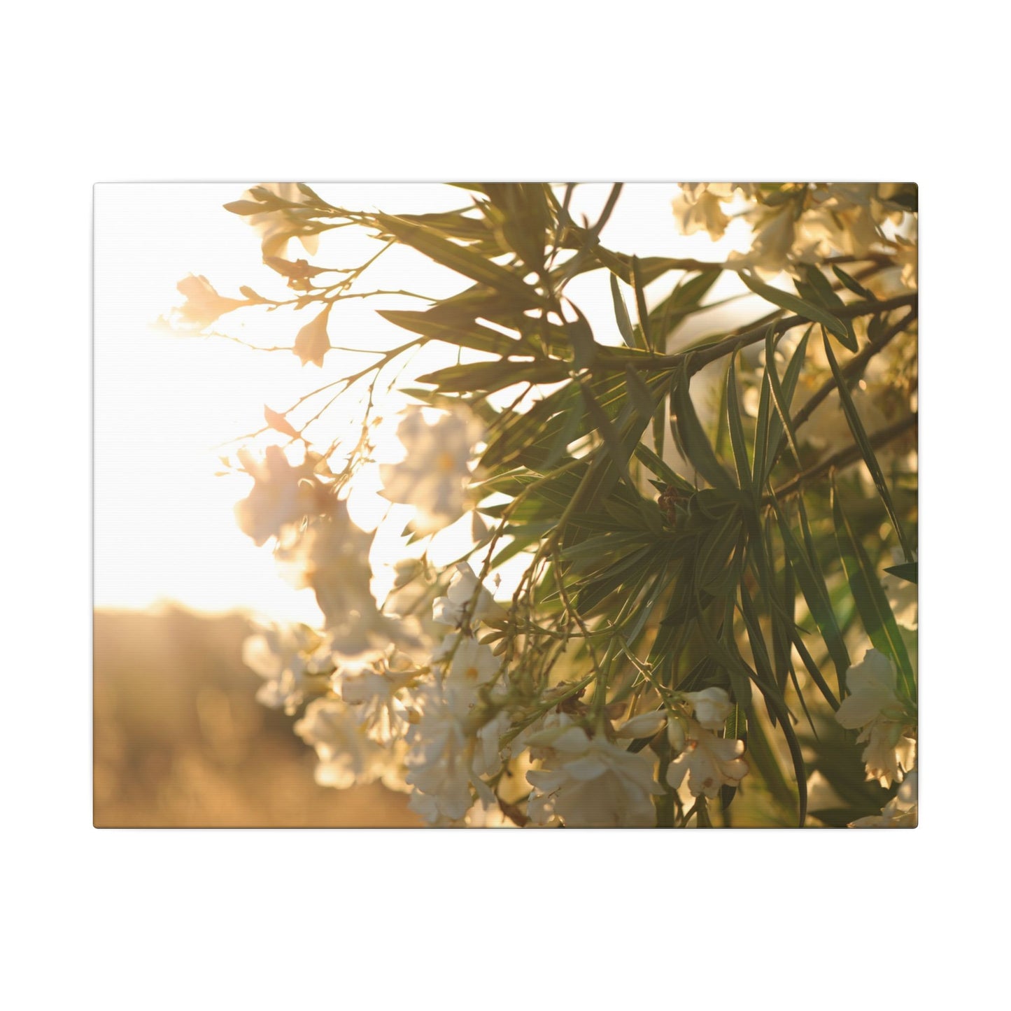 Nerium Oleander Rosebay Wall Art Canvas