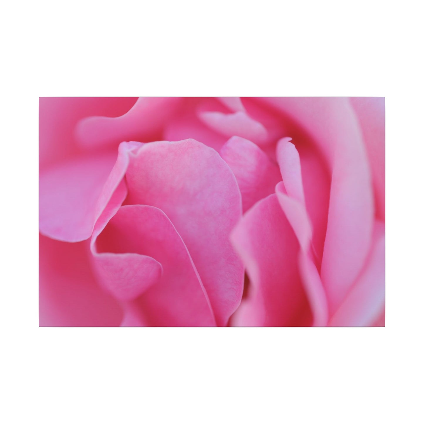 Voluptuous Pink Rose Wall Art Canvas