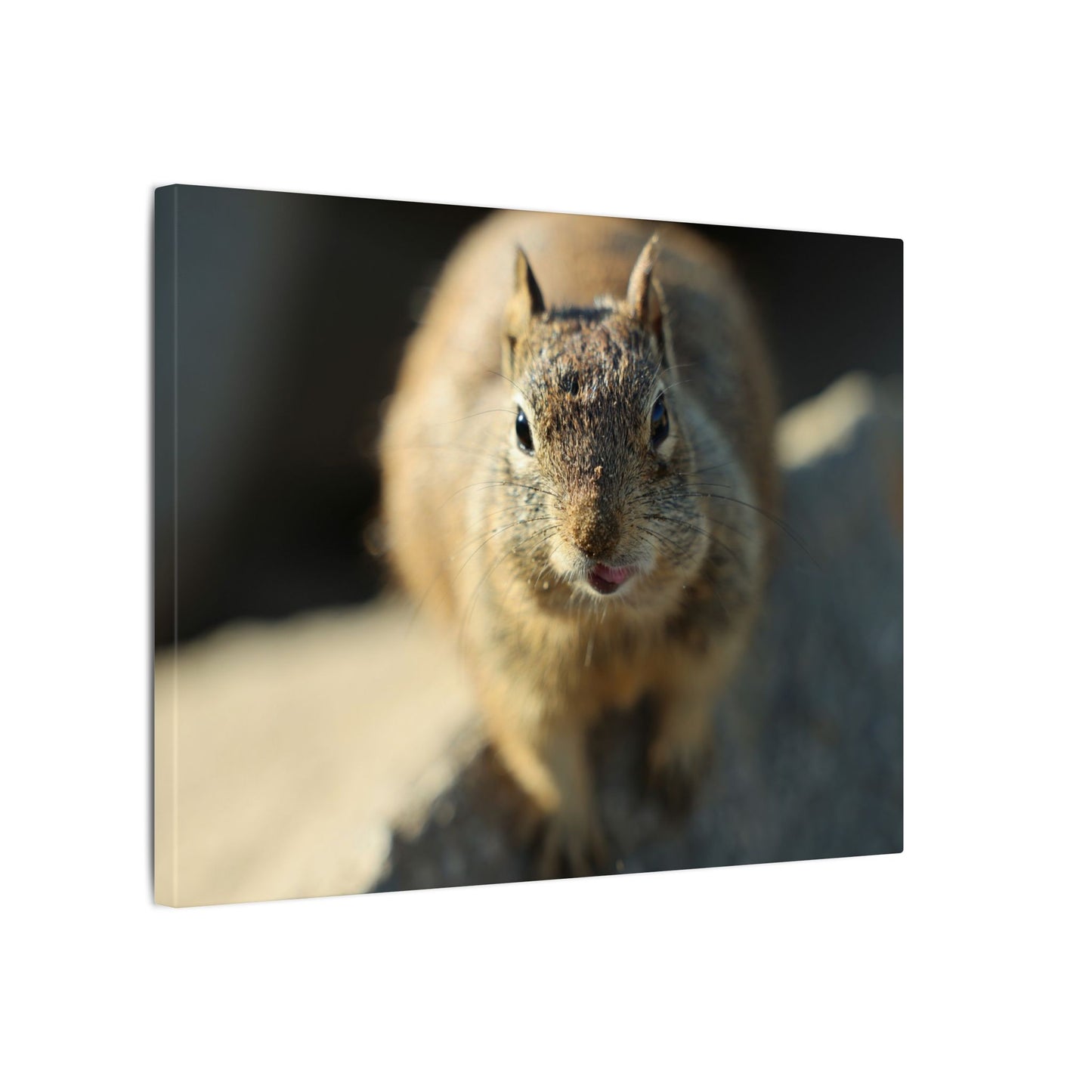 Starving Beach Squirrel Wall Art Canvas