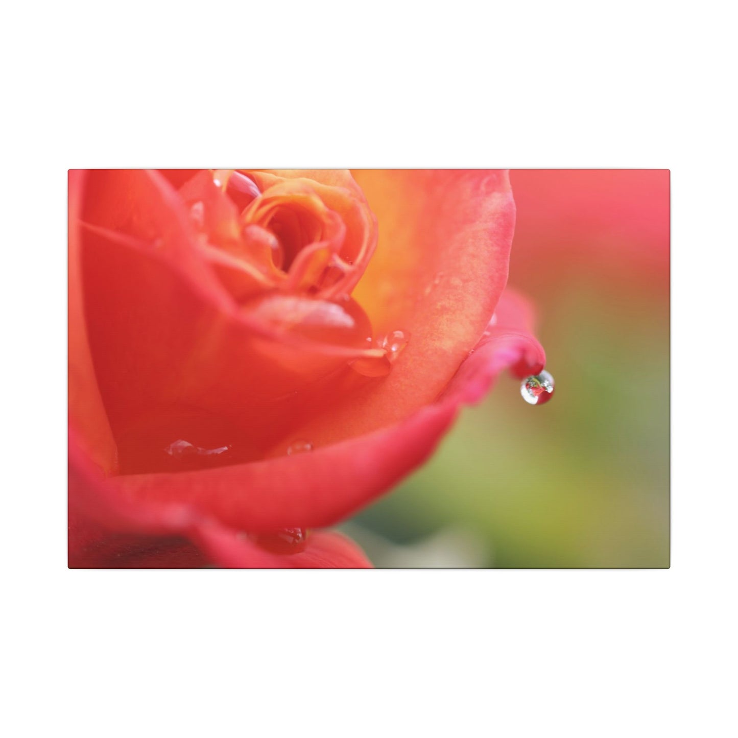 Drip Reflection Rose Wall Art Canvas