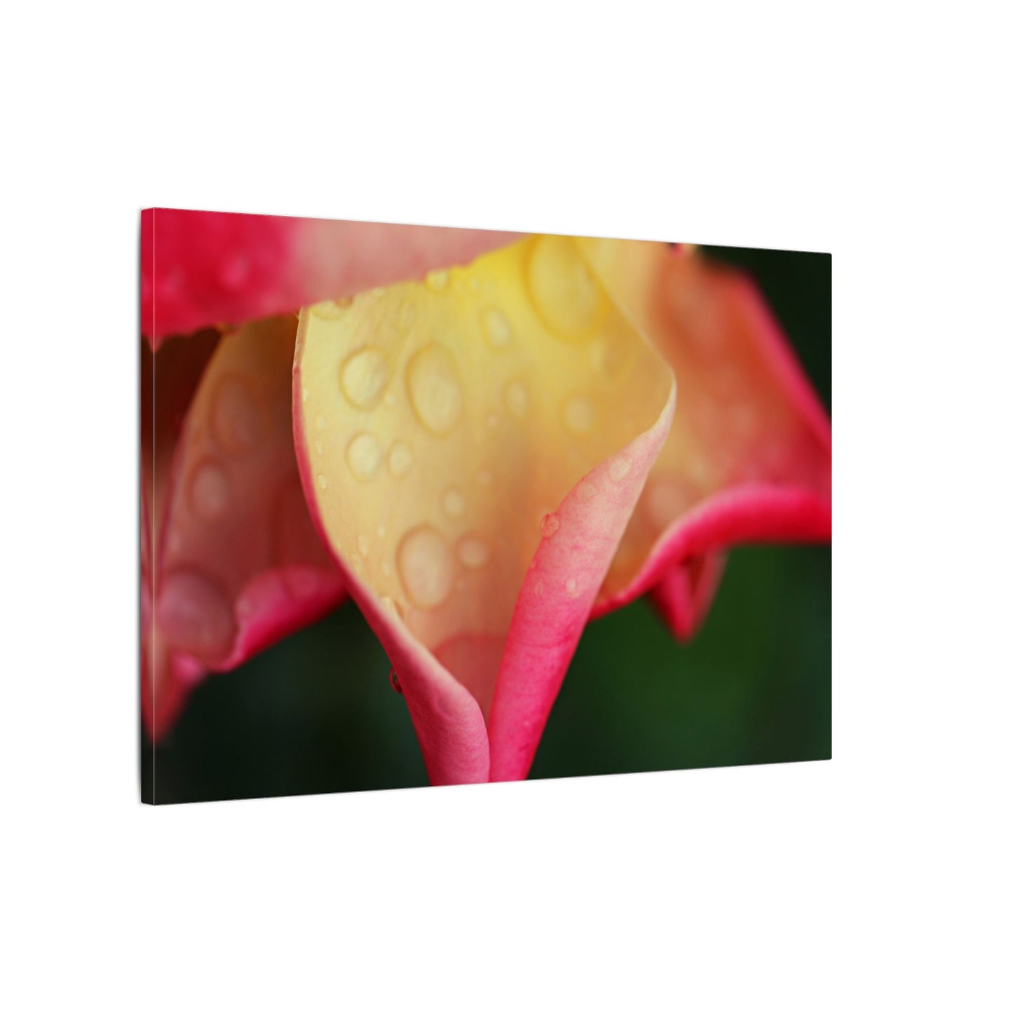 Delicate Rain Rose Wall Art Canvas