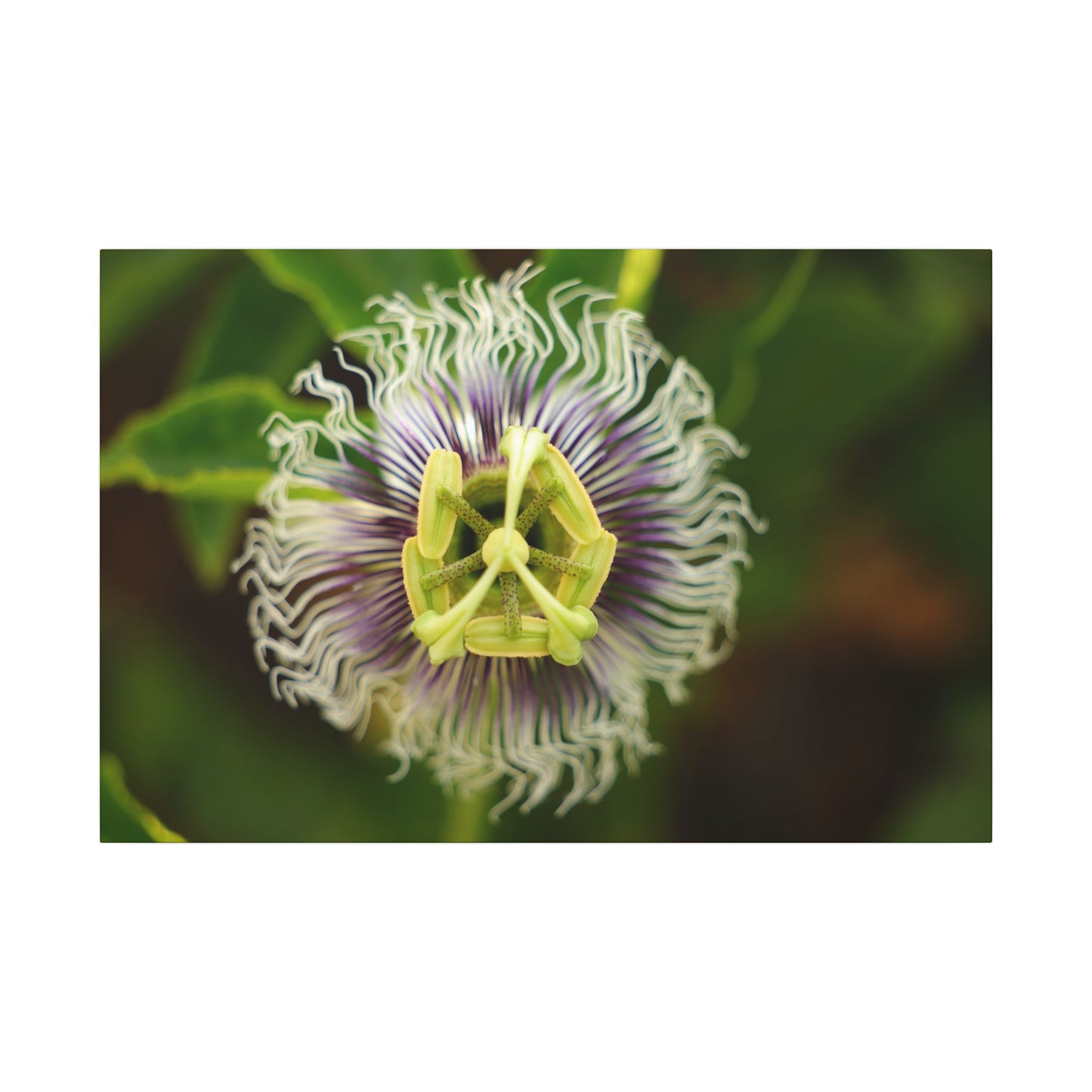 Passiflora Passion Flower Wall Art Canvas
