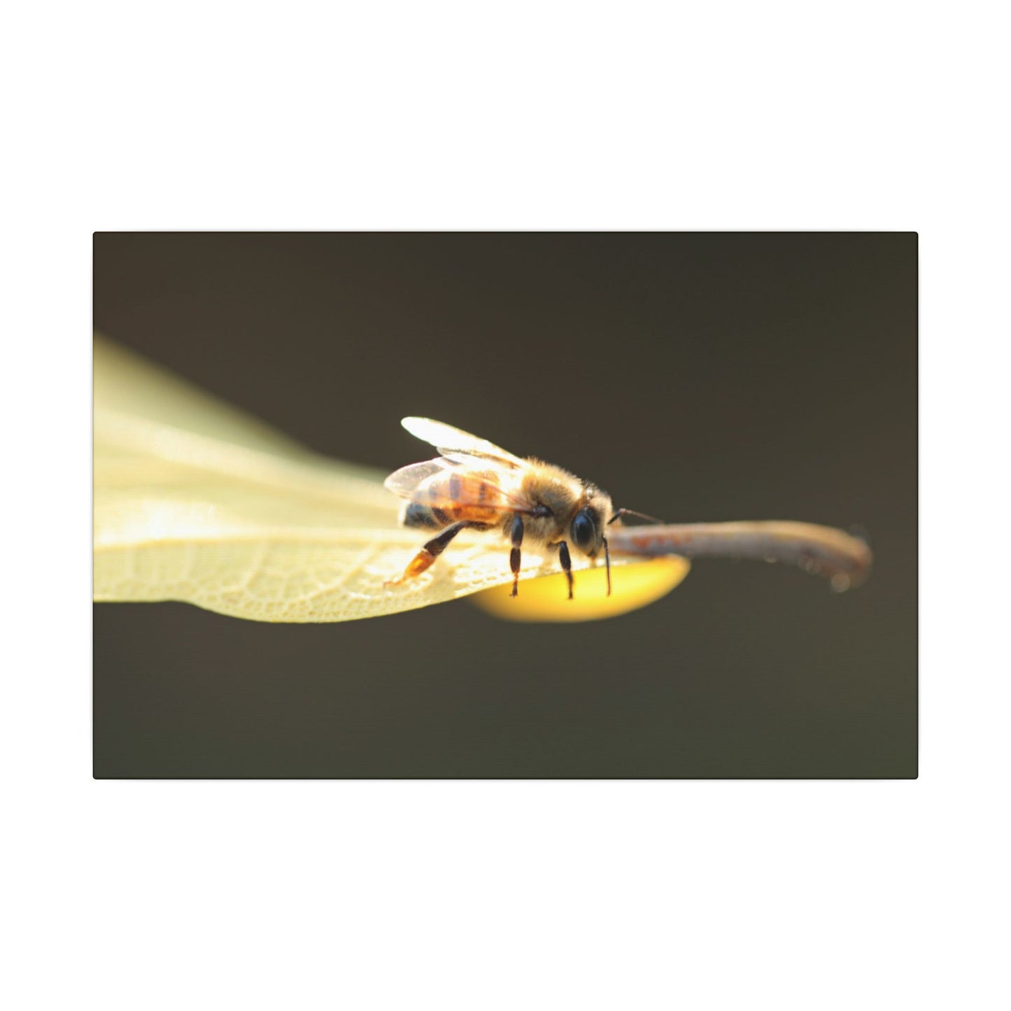 Honey Bee Glow Wall Art Canvas