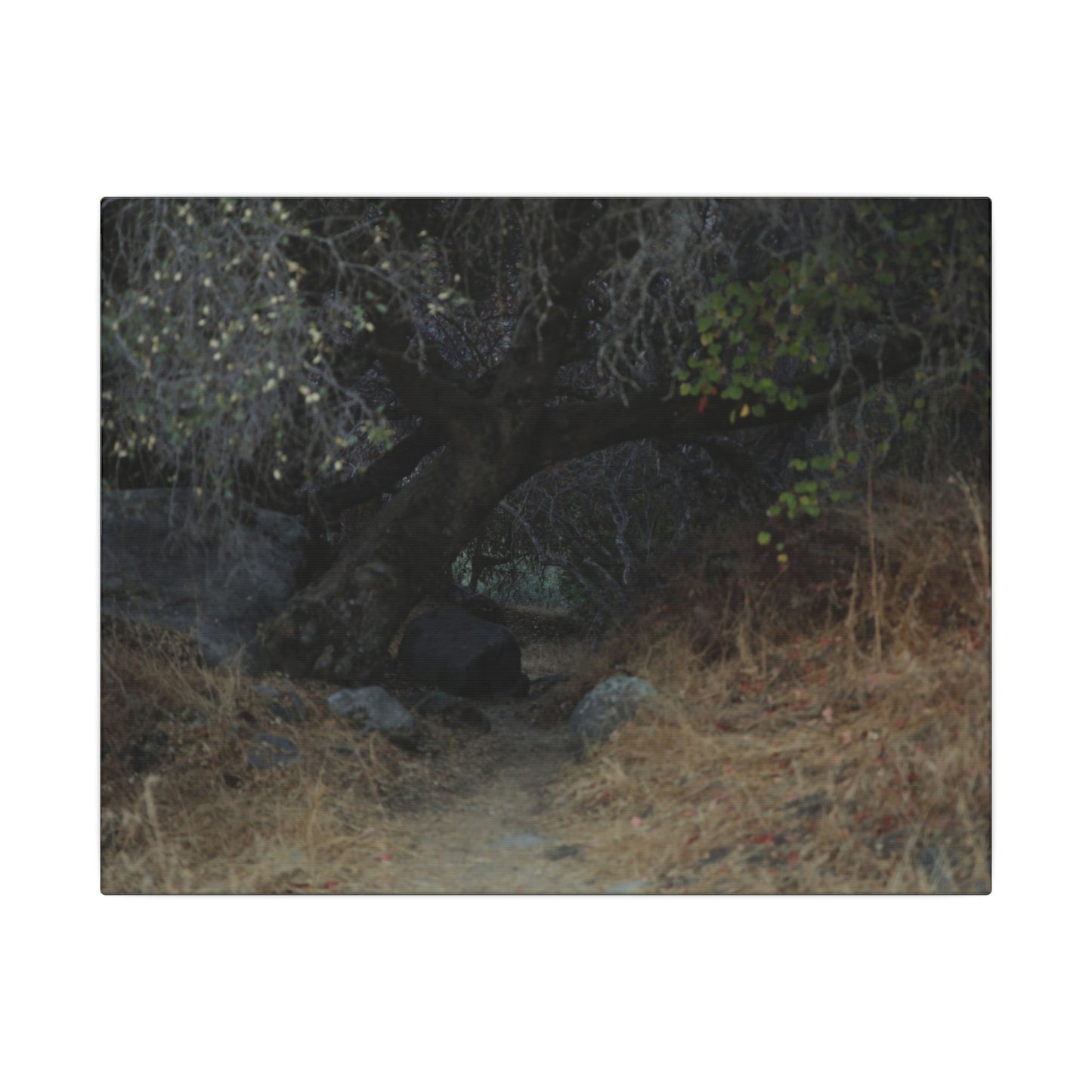 Hidden Path Wall Art Canvas