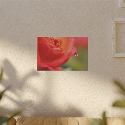 Drip Reflection Rose Wall Art Canvas
