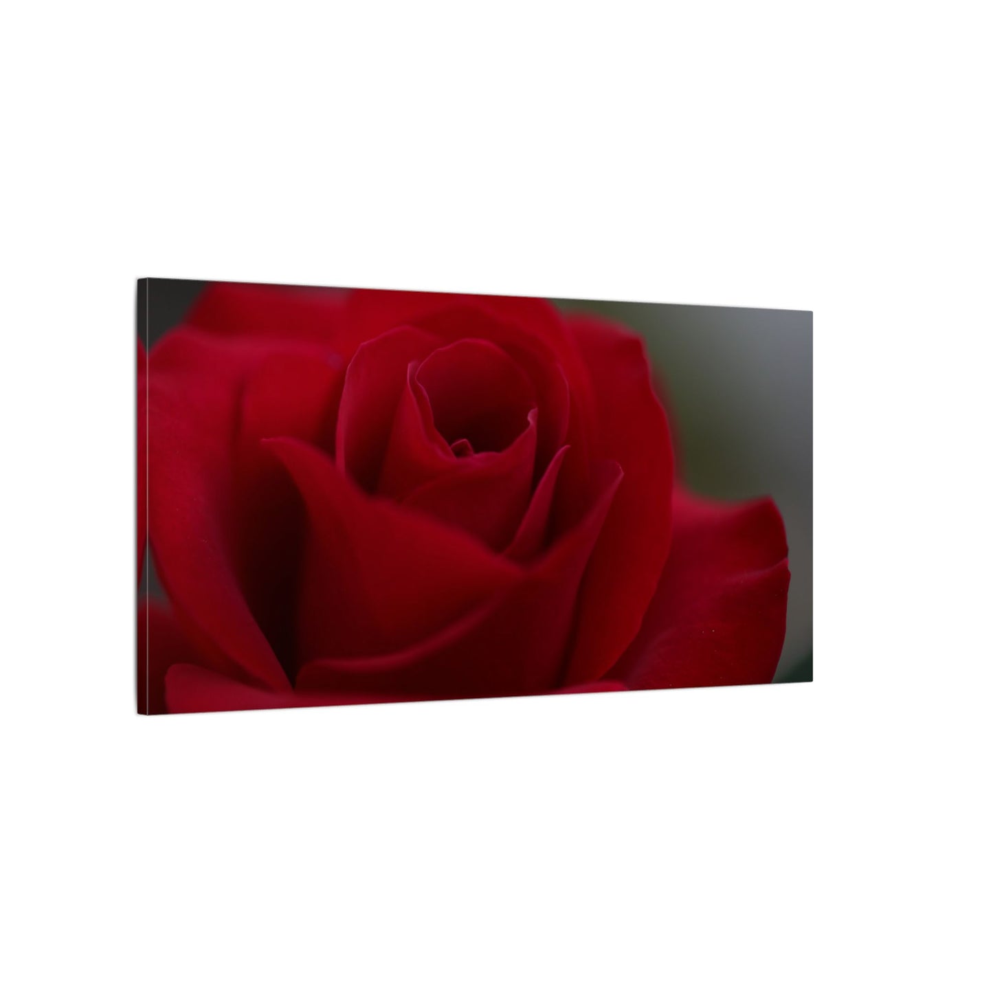 Red Rush Rose Wall Art Canvas
