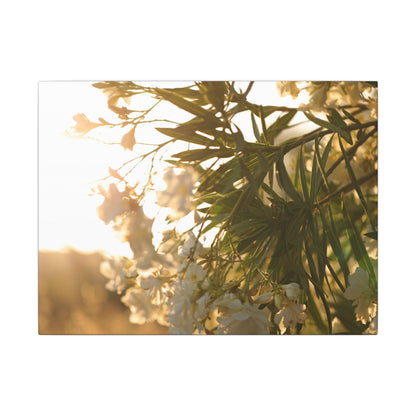 Nerium Oleander Rosebay Wall Art Canvas