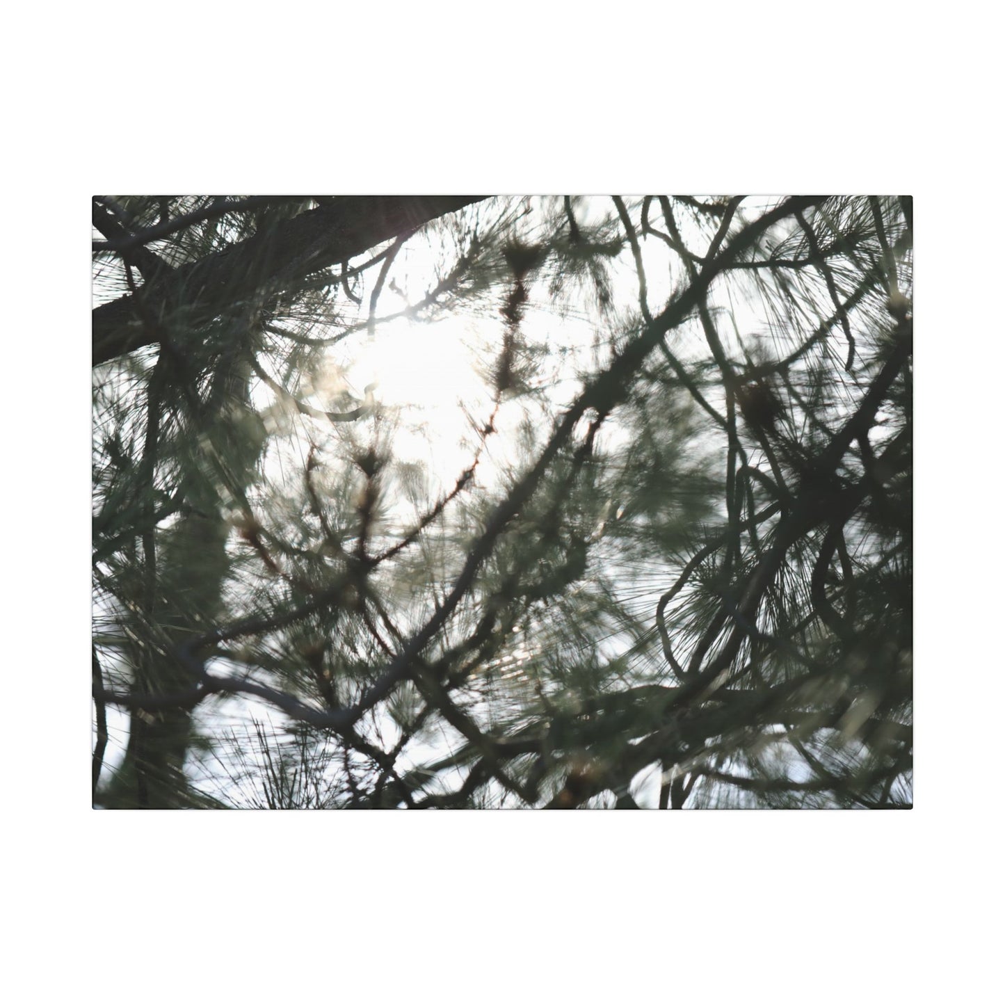 Of The Trees Wall Art Canvas