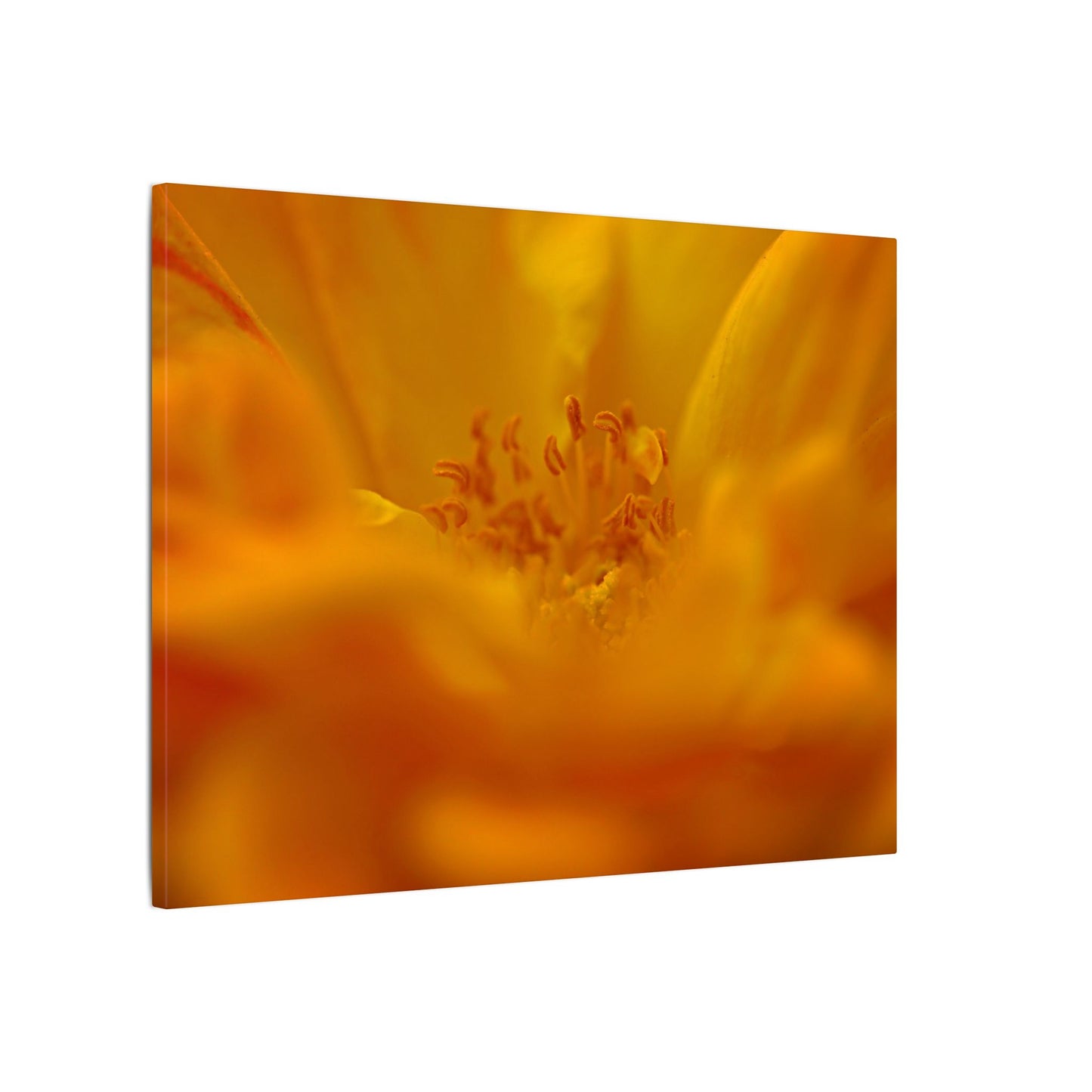 Hidden Gem Rose Wall Art Canvas