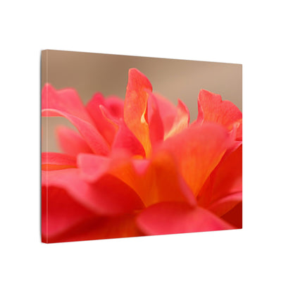Color Bloom Rose Wall Art Canvas