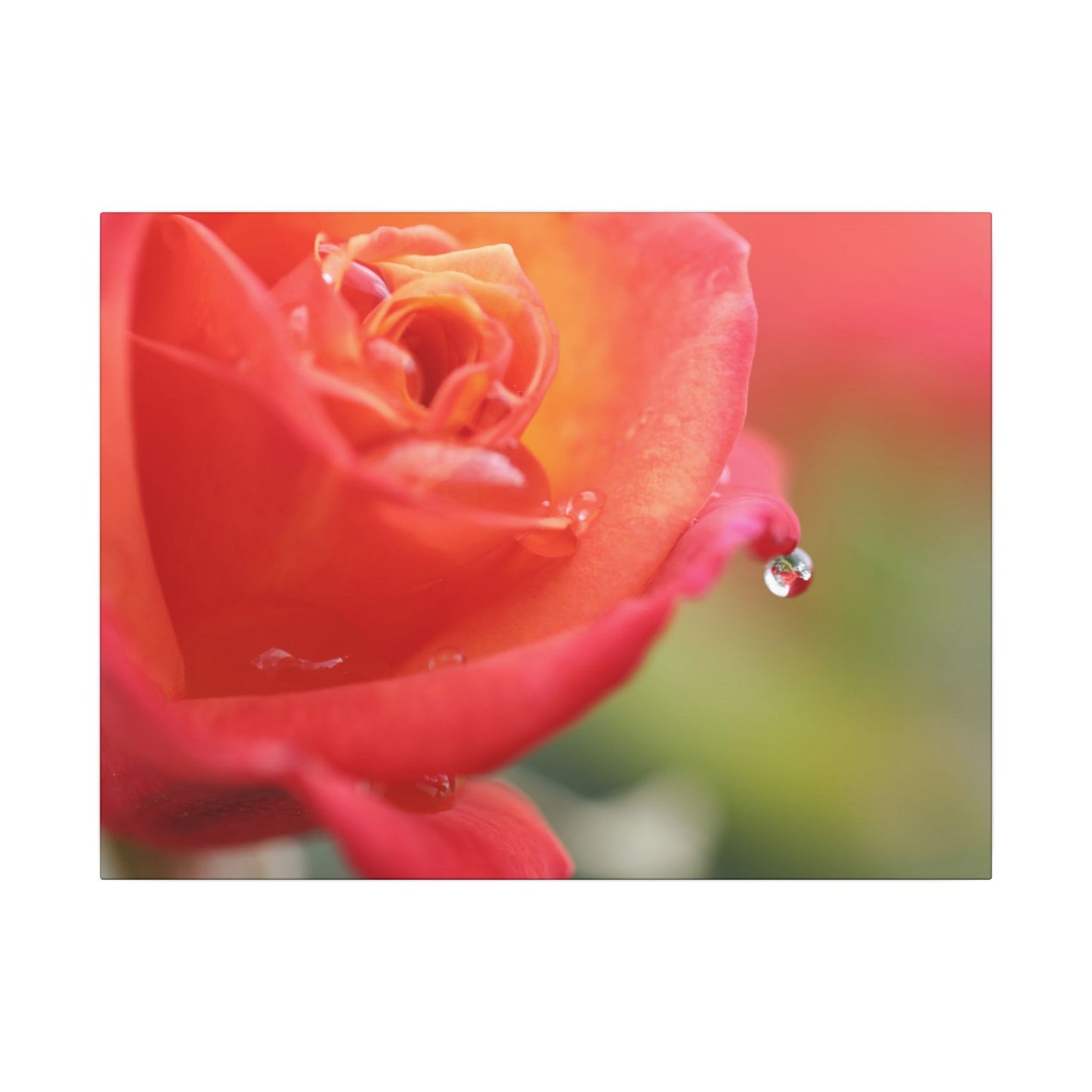 Drip Reflection Rose Wall Art Canvas