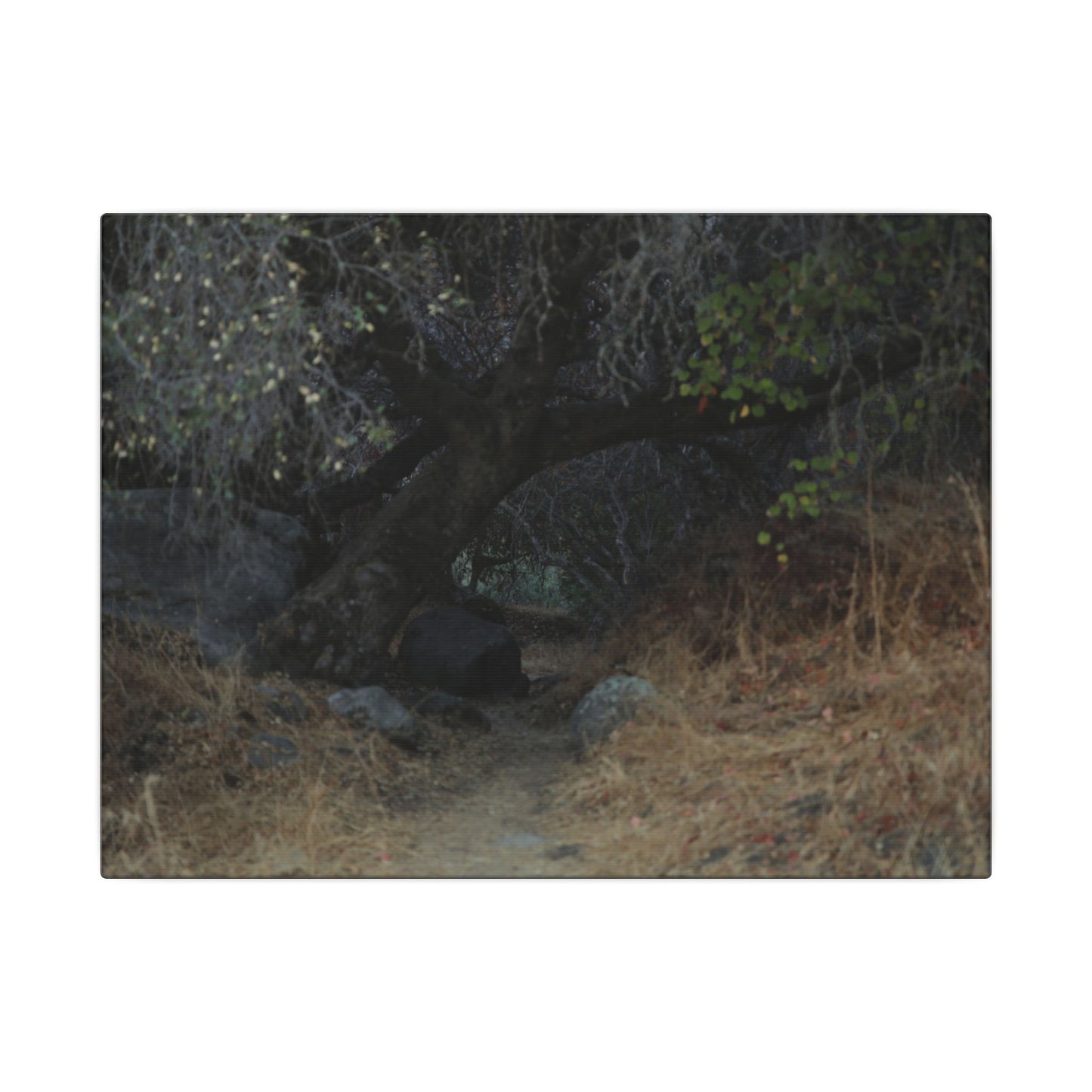 Hidden Path Wall Art Canvas