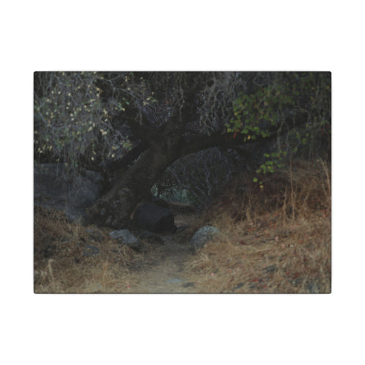 Hidden Path Wall Art Canvas