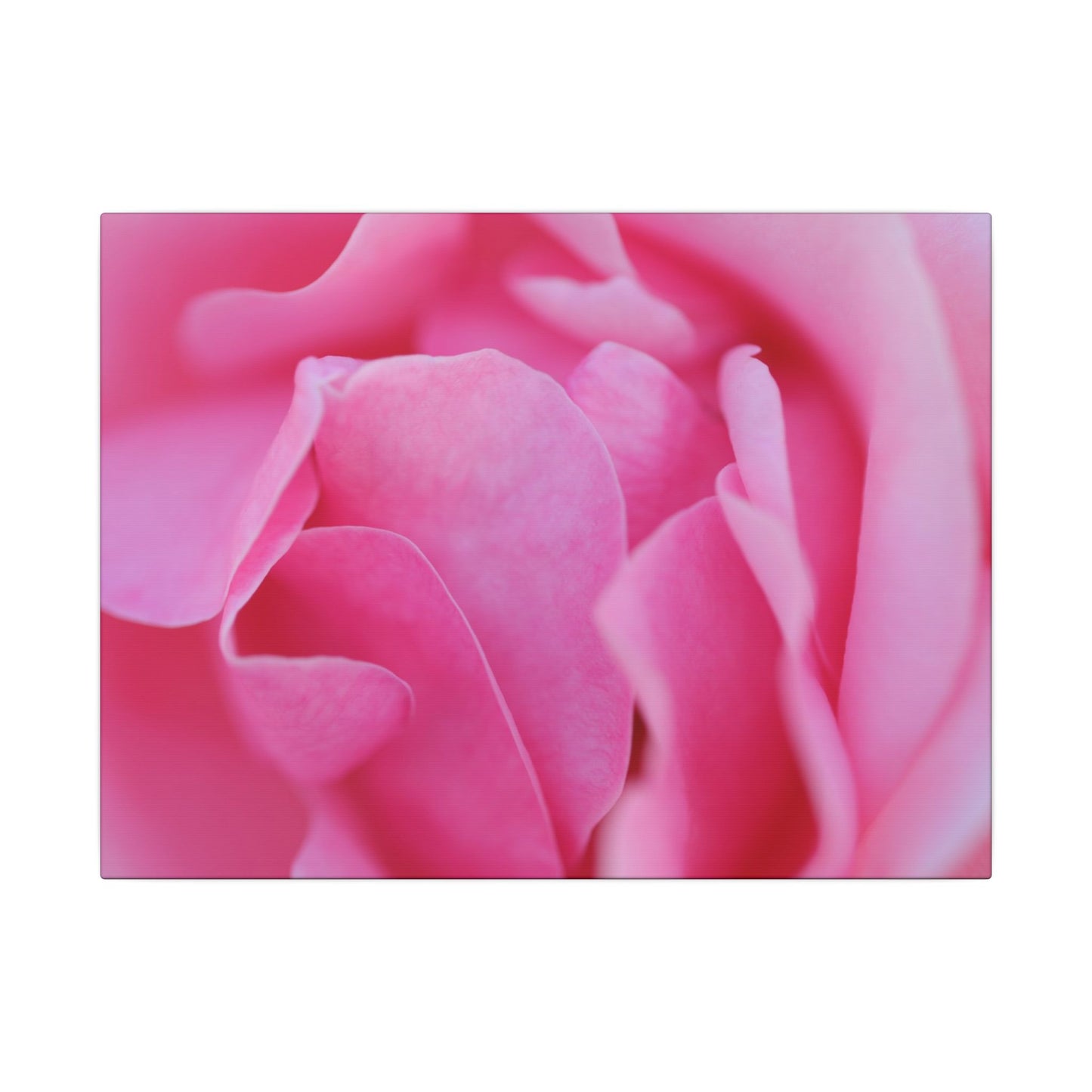 Voluptuous Pink Rose Wall Art Canvas