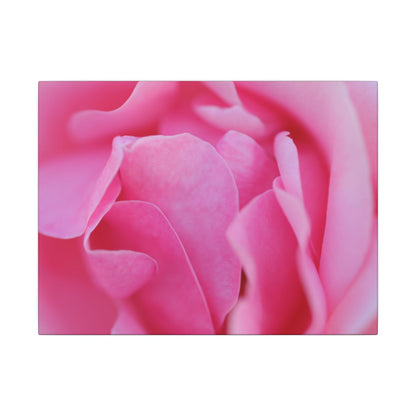 Voluptuous Pink Rose Wall Art Canvas