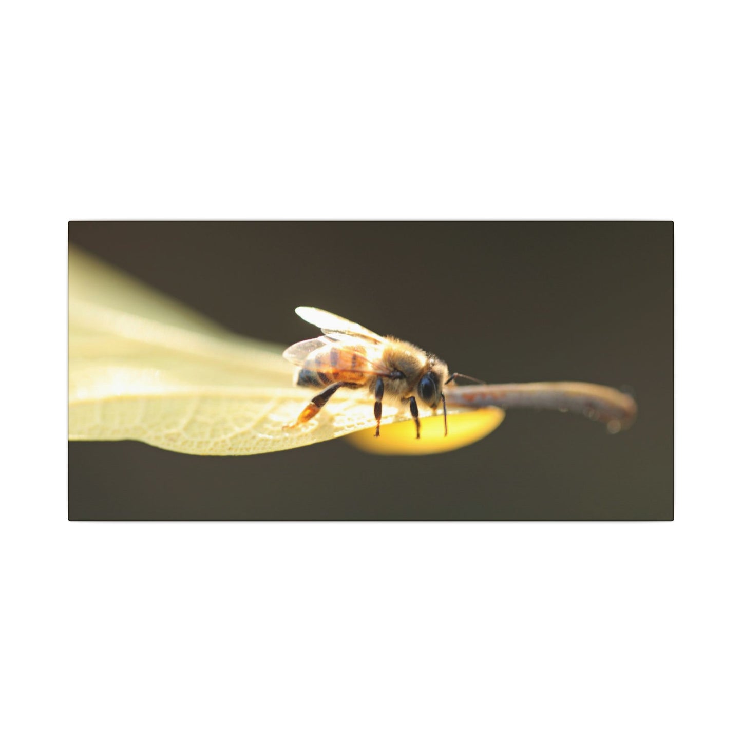 Honey Bee Glow Wall Art Canvas