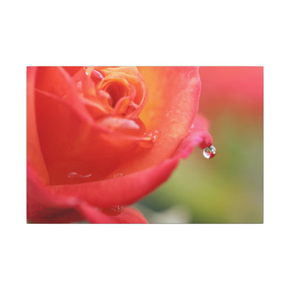 Drip Reflection Rose Wall Art Canvas