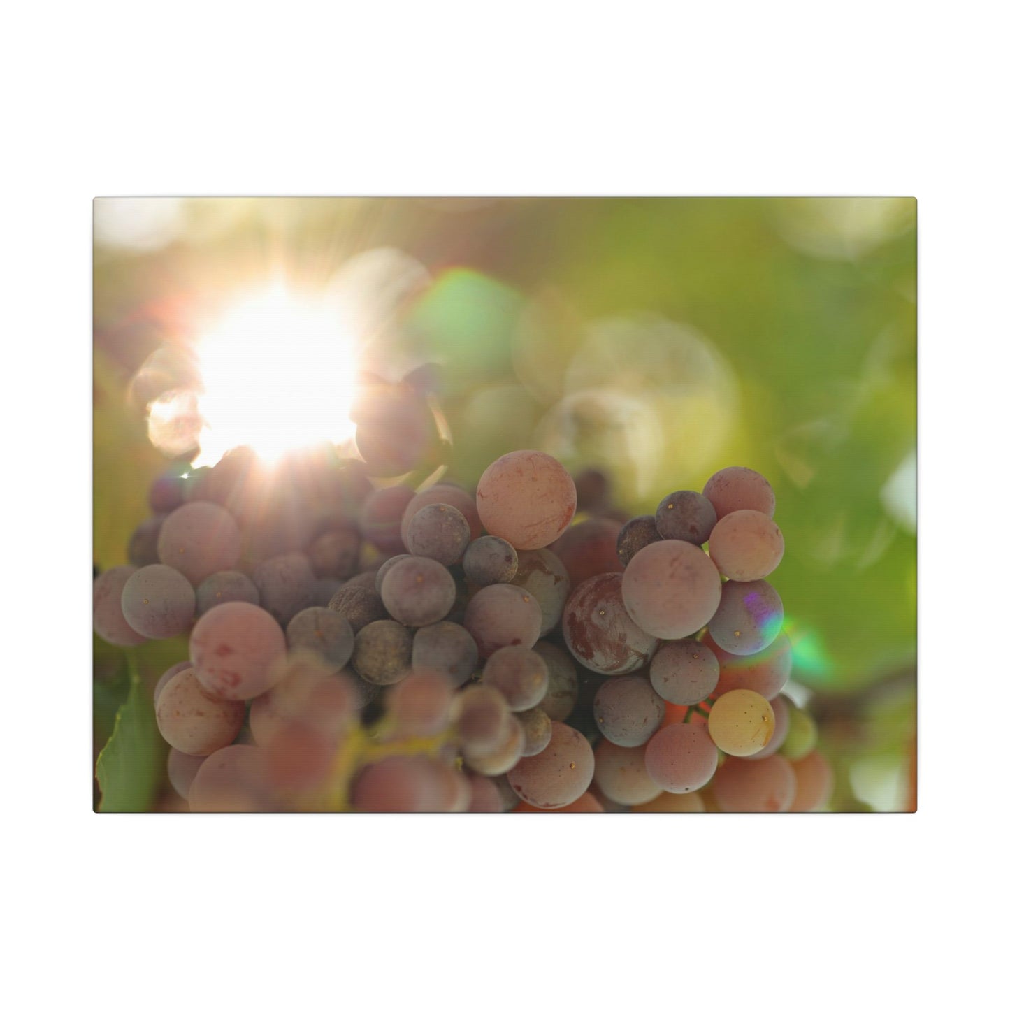 Grape Shine Wall Art Canvas