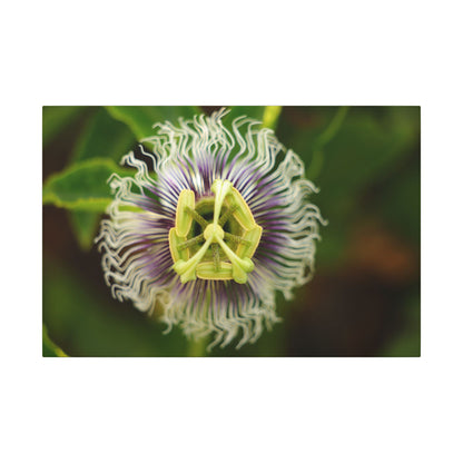 Passiflora Passion Flower Wall Art Canvas