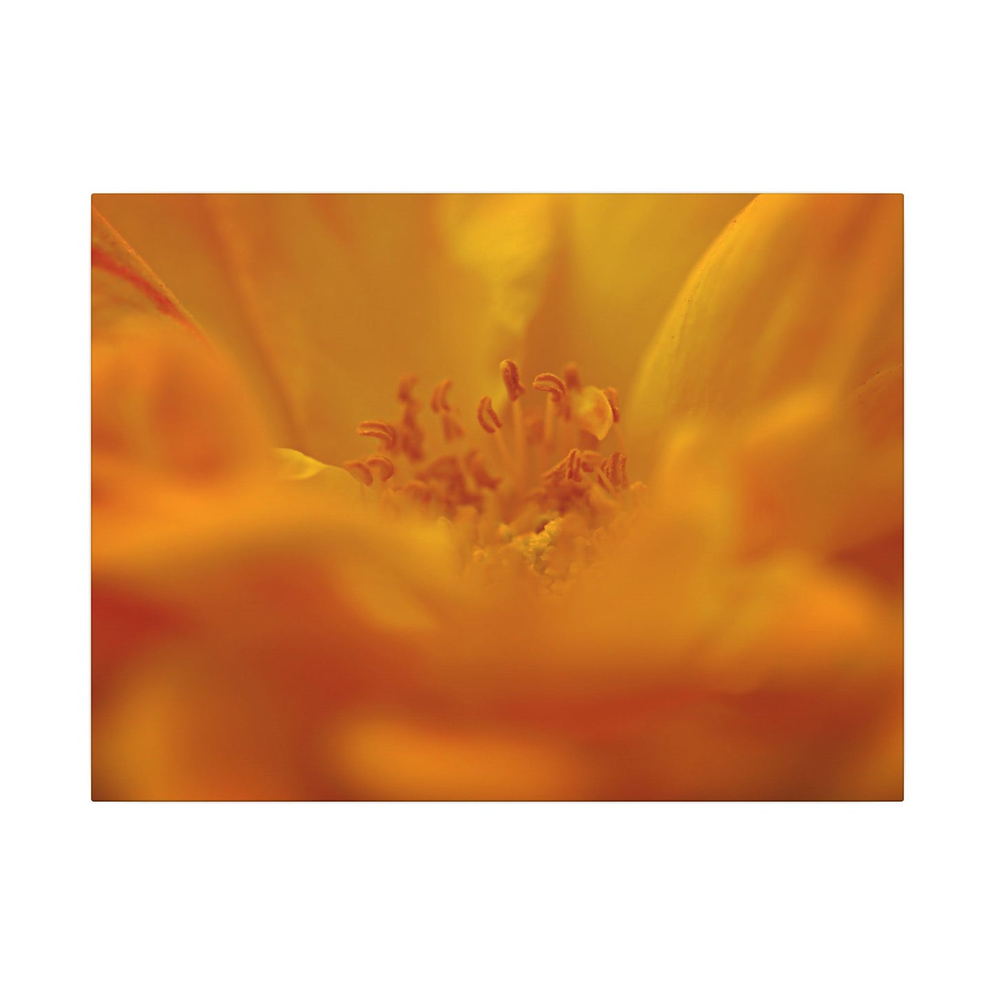 Hidden Gem Rose Wall Art Canvas
