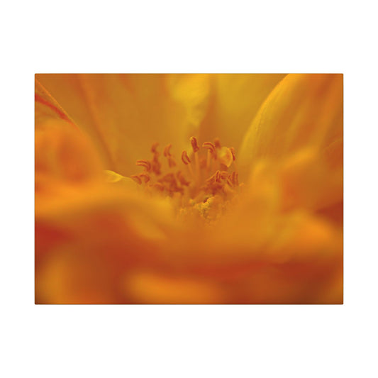 Hidden Gem Rose Wall Art Canvas
