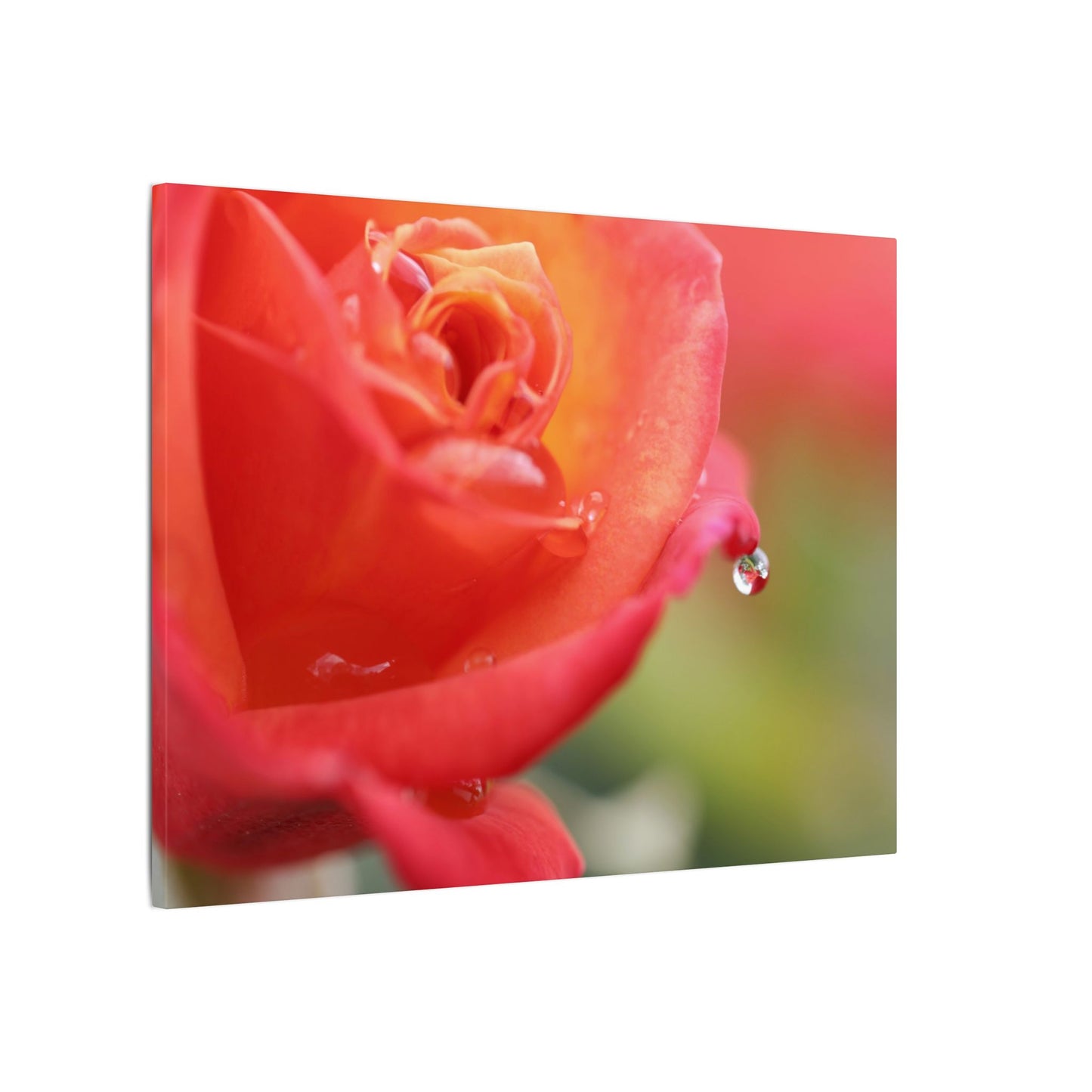 Drip Reflection Rose Wall Art Canvas